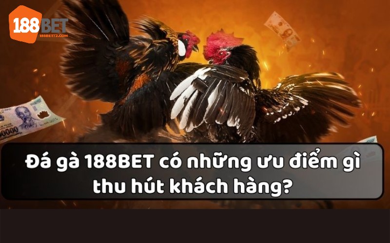 Đánh giá chung về các ưu điểm khi đặt cược đá gà 188Bet