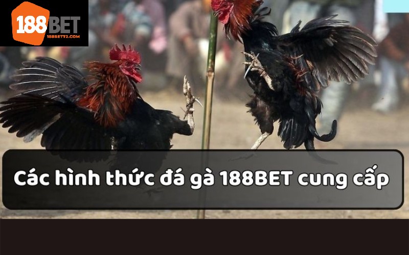 Hình thức đá gà được ưa chuộng mỗi khi ghé đến 188Bet