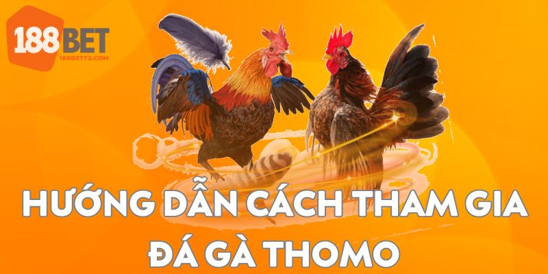 Hướng dẫn cách tham gia chơi đá gà Thomo tại 188Bet