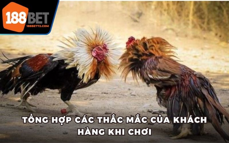 Tổng hợp các thắc mắc của khách hàng khi chơi