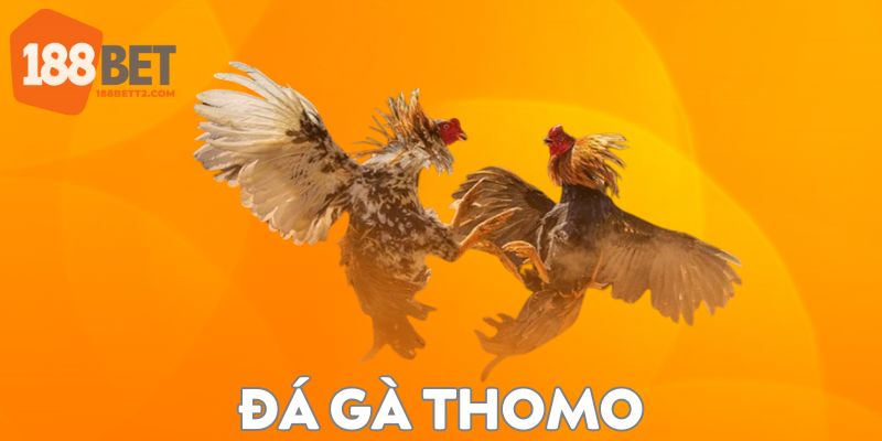 Đá Gà Thomo